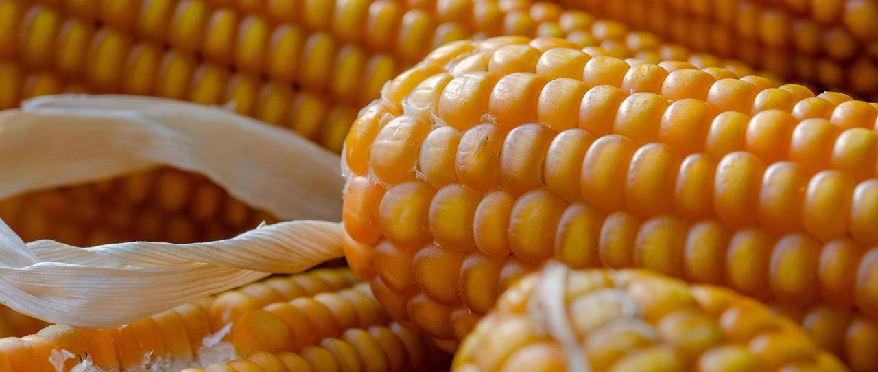 饲料专业委员会